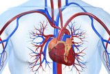 Vareniclin povisuje kardiovaskularni rizik