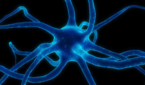Utjecaj viška masti na neurone Utjecaj viška masti na neurone