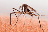 Virus zike je u Brazil stigao ranije nego što se mislilo