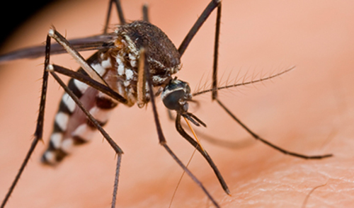 Inficiranje komaraca bakterijom za sprječavanje širenja Zika virusa