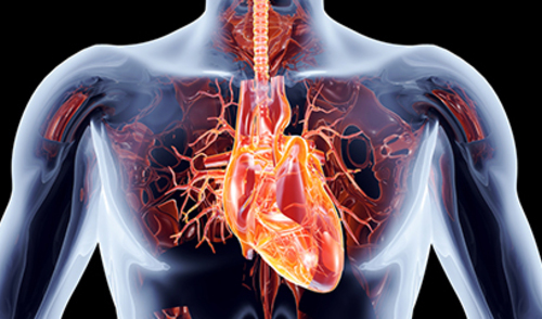 Epikardijalno masno tkivo i koronarna bolest srca
