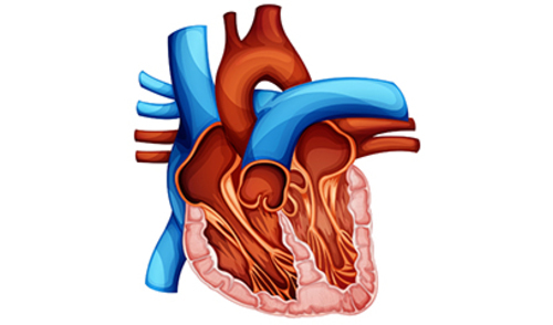 Prirođeni spektar patoloških promjena u desnim srčanim šupljinama
