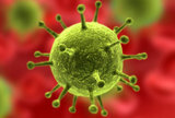 HZJZ: Informacije o novom koronavirusu (SARS-CoV-2) i COVID-19 bolesti: 21.  5