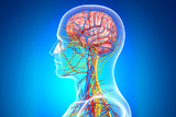 Terapija matičnim stanicama poboljšava motoričku funkciju nakon moždanog udara