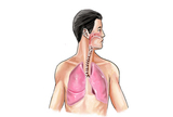 Komorbiditeti u kroničnoj opstruktivnoj plućnoj bolesti – što je važno znati?