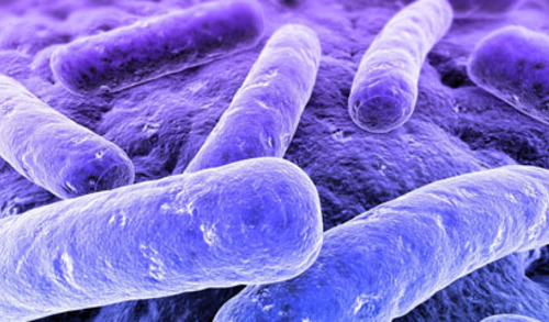 Mikrobiom i rak