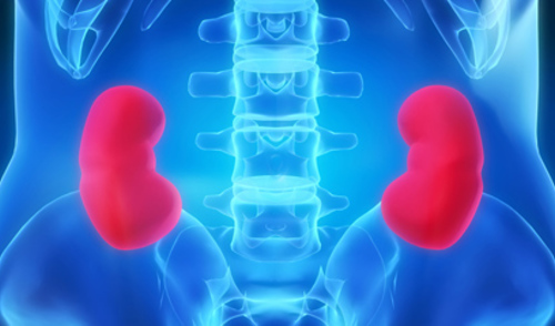 Utjecaj pomanjkanja vitamina D na bubrege Utjecaj pomanjkanja vitamina D na bubrege