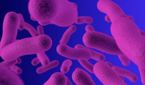 Bakterijski biofilmovi ponašaju se poput embrija