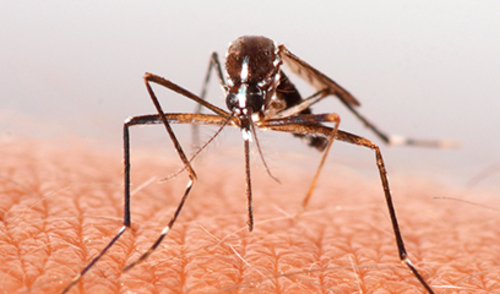 Nacionalni monitoring invazivnih vrsta komaraca