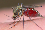 Zimske oborine donose nam najezdu komaraca! 