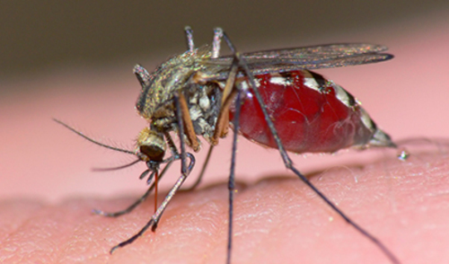 Zimske oborine donose nam najezdu komaraca! 