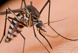 Bespilotni sustavi, dronovi u borbi protiv komaraca
