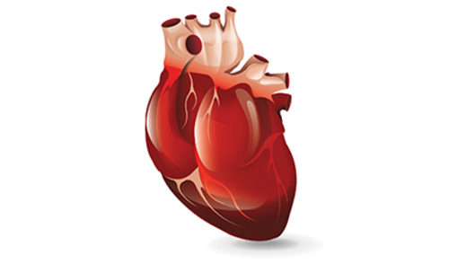 Kardiovaskularno zdravlje u menopauzi