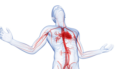 Mjerenje krutosti krvnih žila kao program prevencije kardiovaskularnih bolesti