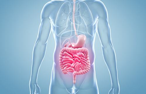 Suvremeni značaj crijevne mikrobiote u digestivnoj medicini