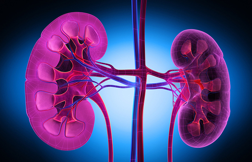 Svjetski dan bubrega 2025. Svjetski dan bubrega 2025.