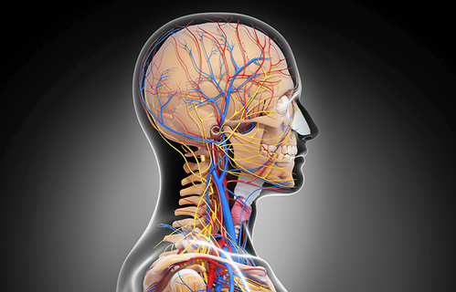 Ishemijsko oštećenje mozga u akutnom moždanom udaru – kolateralna cirkulacija